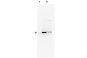 Western blot using  affinity purified anti-bTrCP2 antibody shows detection of mouse and human bTrCP2 (arrowhead) in NIH3T3 (lane 1) and 293 (lane 2) whole cell lysates, respectively.