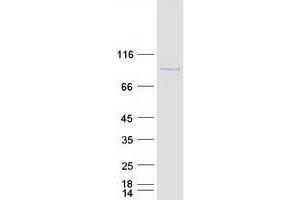 Validation with Western Blot (CCDC82 Protein (Myc-DYKDDDDK Tag))