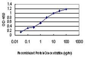 Detection limit for recombinant GST tagged CDKL4 is approximately 0. (CDKL4 antibody  (AA 196-295))