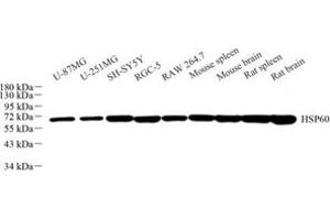 Western blot analysis of HSP60 (ABIN7074167) at dilution of 1: 3000 (HSPD1 antibody)