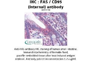 Image no. 1 for anti-TNF Receptor Superfamily, Member 6 (FAS) (Internal Region) antibody (ABIN1734281) (FAS antibody  (Internal Region))