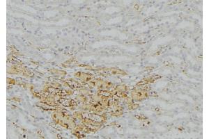 ABIN6277758 at 1/100 staining Mouse kidney tissue by IHC-P. (Catalase antibody)
