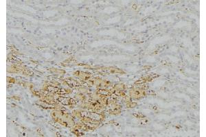 ABIN6277758 at 1/100 staining Mouse kidney tissue by IHC-P. (Catalase antibody)
