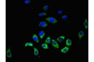 Immunofluorescent analysis of A549 cells using ABIN7155237 at dilution of 1:100 and Alexa Fluor 488-congugated AffiniPure Goat Anti-Rabbit IgG(H+L) (HRH3 antibody  (AA 236-332))