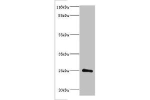DGCR6L antibody  (AA 1-220)
