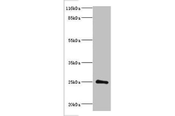 DGCR6L antibody  (AA 1-220)
