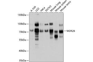Western blot analysis of extracts of various cell lines, using WDR26 antibody (ABIN6130998, ABIN6150186, ABIN6150187 and ABIN6214899) at 1:1000 dilution. (WDR26 antibody  (AA 362-661))