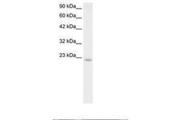 POLE3 antibody  (N-Term)