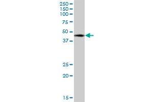 WWOX MaxPab polyclonal antibody. (WWOX antibody  (AA 1-189))