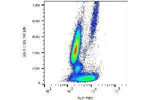 Intracellular staining of human peripheral blood with anti-Bcl2 (Bcl-2/100) FITC. (Bcl-2 antibody  (AA 41-54) (FITC))