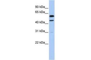 Image no. 1 for anti-Cyclin B1 (CCNB1) (C-Term) antibody (ABIN6743190) (Cyclin B1 antibody  (C-Term))