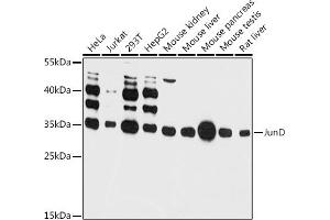 Western blot analysis of extracts of various cell lines, using JunD antibody (ABIN6132310, ABIN6142674, ABIN6142676 and ABIN6215519) at 1:3000 dilution. (JunD antibody  (AA 1-190))