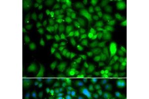 Immunofluorescence analysis of A549 cells using CSRP2BP Polyclonal Antibody (CSRP2BP antibody)
