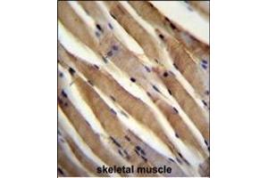 USP50 Antibody (Center) (ABIN655200 and ABIN2844815) immunohistochemistry analysis in formalin fixed and paraffin embedded human skeletal muscle followed by peroxidase conjugation of the secondary antibody and DAB staining. (USP50 antibody  (AA 141-169))