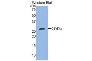 Western Blotting (WB) image for anti-Ectodysplasin A (EDA) (AA 141-378) antibody (ABIN1858684) (Ectodysplasin A antibody  (AA 141-378))
