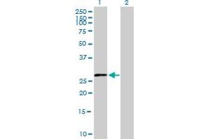 Western Blot analysis of HSD11B1 expression in transfected 293T cell line by HSD11B1 MaxPab polyclonal antibody. (HSD11B1 antibody  (AA 1-292))