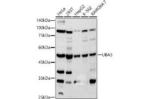 Western blot analysis of extracts of various cell lines, using UB antibody (ABIN7271186) at 1:500 dilution. (UBA3 antibody)