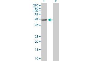 Western Blot analysis of TYMP expression in transfected 293T cell line by TYMP MaxPab polyclonal antibody.