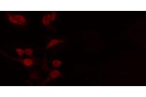 ABIN6272443 staining RAW264. (TCFL5 antibody  (C-Term))