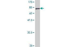Western Blot detection against Immunogen (81. (TRAF2 antibody  (AA 1-501))