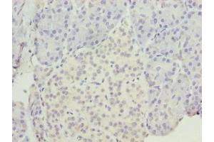 Immunohistochemistry of paraffin-embedded human pancreatic tissue using ABIN7151903 at dilution of 1:100