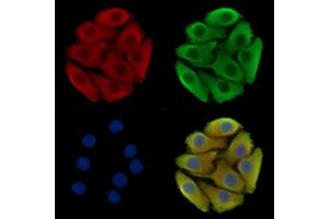 ABIN7096638 and ABIN7100703 staining Hela cells by IF/ICC. (Bax Inhibitor 1 antibody)