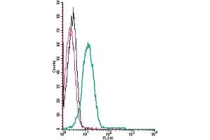 Cell surface detection of P2X4 Receptor by direct flow cytometry in live intact human Jurkat T-cell leukemia cells: + Rabbit IgG isotype control-PE.