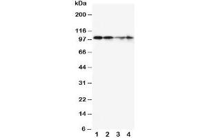 Western blot testing of MCM2 antibody and Lane 1:  SW620;  2: PANC;  3: Jurkat;  4: HeLa cell lysate.