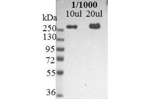 Immunoblotting of U251 cell lysate showing reactivity with nestin (Nestin antibody)