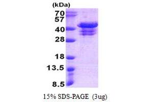 SDS-PAGE (SDS) image for Ubiquitin Fusion Degradation Protein 1 Homolog (UFD1L) (AA 1-307) protein (His tag) (ABIN5853130)