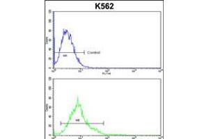 Flow cytometric analysis of k562 cells (bottom histogram) compared to a negative control cell (top histogram). (P5CS antibody  (AA 176-205))