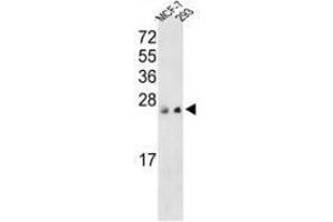 Image no. 1 for anti-Protein Tyrosine Phosphatase Type IVA, Member 3 (PTP4A3) (AA 117-147), (C-Term) antibody (ABIN360769)