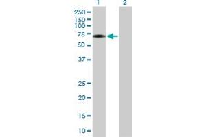 Western Blot analysis of FLVCR1 expression in transfected 293T cell line by FLVCR1 MaxPab polyclonal antibody. (FLVCR antibody  (AA 1-555))