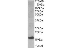ABIN184894 (0. (UBE2I antibody  (N-Term))