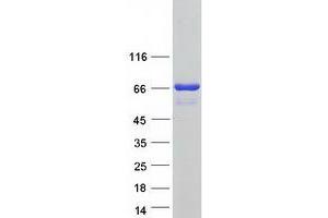 Validation with Western Blot (PANK1 Protein (Myc-DYKDDDDK Tag))