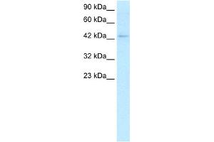 WB Suggested Anti-LEF1 Antibody Titration:  2. (LEF1 antibody  (C-Term))
