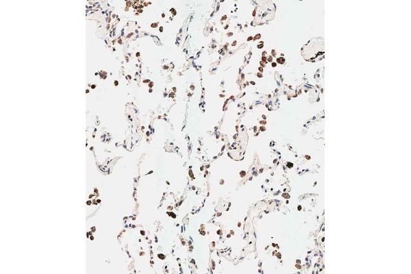 NUP210 antibody  (N-Term)
