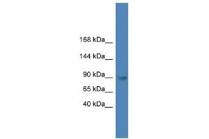 Western Blotting (WB) image for anti-Toll-Like Receptor 4 (TLR4) (C-Term) antibody (ABIN2787958)
