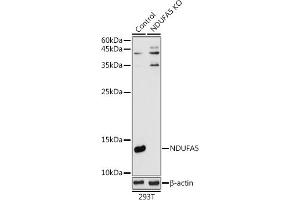 Western blot analysis of extracts from normal (control) and NDUF knockout (KO) 293T cells, using NDUF antibody (ABIN7268804) at 1:1000 dilution. (NDUFA5 antibody  (AA 1-116))