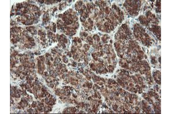 UBE2E3 antibody