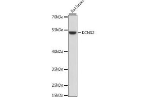 Western blot analysis of extracts of rat brain, using KCNS2 antibody (ABIN7269478) at 1:1000 dilution. (KCNS2 antibody  (AA 1-187))