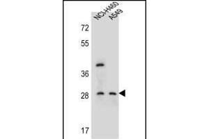 STS1 Antibody (Center) (ABIN655762 and ABIN2845205) western blot analysis in NCI-,A549 cell line lysates (35 μg/lane). (SPATS1 antibody  (AA 172-201))