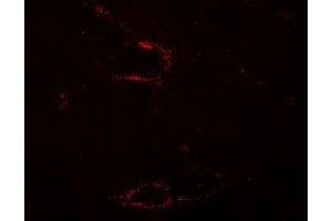 Immunofluorescence (IF) image for anti-Synaptopodin 2-Like (SYNPO2L) (N-Term) antibody (ABIN1031594) (SYNPO2L antibody  (N-Term))