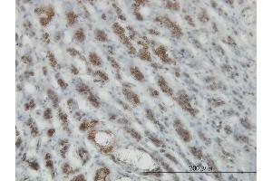 Immunoperoxidase of monoclonal antibody to RASEF on formalin-fixed paraffin-embedded human adrenal gland. (RASEF antibody  (AA 631-740))