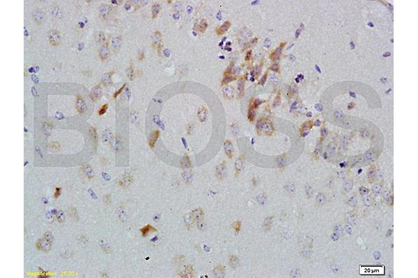GFRA2 antibody  (AA 301-360)