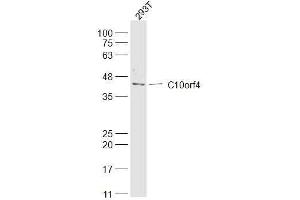 FRA10AC1 antibody