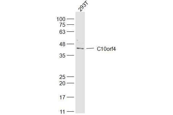 FRA10AC1 antibody