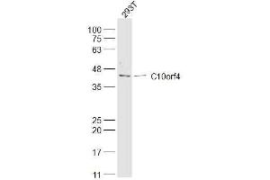 293T lysates probed with C10orf4 Polyclonal Antibody, Unconjugated  at 1:300 dilution and 4˚C overnight incubation. (FRA10AC1 antibody)