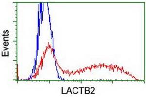 HEK293T cells transfected with either RC201465 overexpress plasmid (Red) or empty vector control plasmid (Blue) were immunostained by anti-LACTB2 antibody (ABIN2454348), and then analyzed by flow cytometry. (LACTB2 antibody)