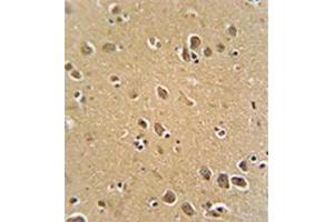 Formalin fixed, paraffin embedded human brain tissue stained with RFT1 Antibody (C-term) followed by peroxidase conjugation of the secondary antibody and DAB staining. (RFT1 antibody  (C-Term))